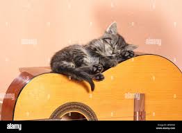 Image result for Cat sleeping in guitar