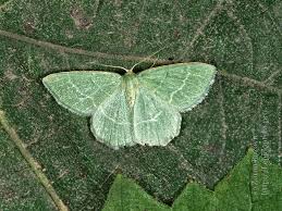 Attēlu rezultāti vaicājumam “Chlorissa viridata”