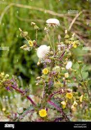 Attēlu rezultāti vaicājumam “Sonchus asper flower”
