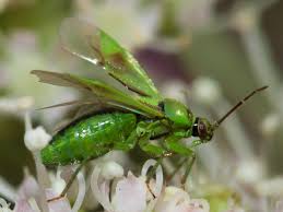 Attēlu rezultāti vaicājumam “Orthops campestris”