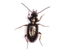 Attēlu rezultāti vaicājumam “Bembidion sp.”