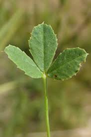 Attēlu rezultāti vaicājumam “Melilotus officinalis leaf”