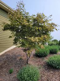 Attēlu rezultāti vaicājumam “Acer pseudosieboldianum”