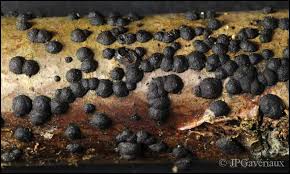 Attēlu rezultāti vaicājumam “Hypoxylon fuscum”