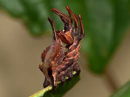 Attēlu rezultāti vaicājumam “Stauropus fagi larva”