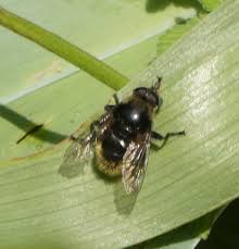 Attēlu rezultāti vaicājumam “Volucella bombylans”