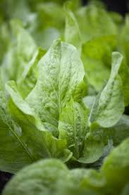 Image result for Zichorie