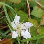 Attēlu rezultāti vaicājumam “Rubus saxatilis flower”