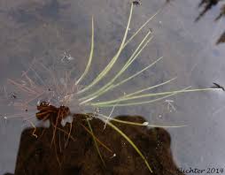 Attēlu rezultāti vaicājumam “Isoetes echinospora”
