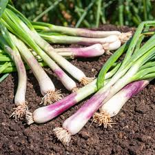 Résultat de recherche d'images pour "Allium fistulosum"