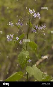 Attēlu rezultāti vaicājumam “Lunaria rediviva flower”
