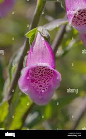 Attēlu rezultāti vaicājumam “Digitalis purpurea flower”