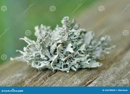 Attēlu rezultāti vaicājumam “Ramalina fastigiata”