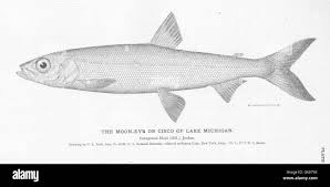 Image result for Coregonus artedi