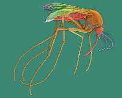 Attēlu rezultāti vaicājumam “Culex pipiens female”