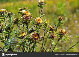 Attēlu rezultāti vaicājumam “Carlina biebersteinii flower”