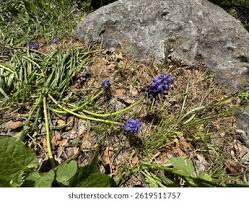 Attēlu rezultāti vaicājumam “Muscari neglectum”