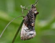 Attēlu rezultāti vaicājumam “Hedya nubiferana”