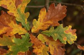 Attēlu rezultāti vaicājumam “Quercus robur leaf”