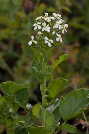 Image result for Raphanus sativus ssp. Oleiformes