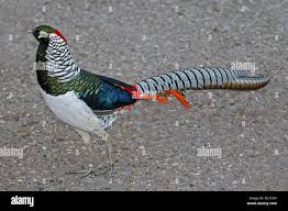 Image result for Chrysolophus amherstiae