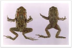 Attēlu rezultāti vaicājumam “Bufo bufo juvenile”