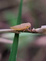 Attēlu rezultāti vaicājumam “Cicadella viridis female”