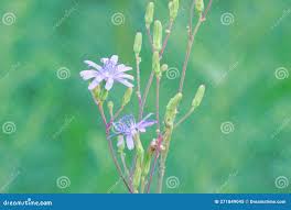 Attēlu rezultāti vaicājumam “Lactuca tatarica bud”