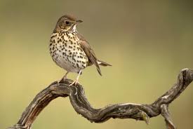 Attēlu rezultāti vaicājumam “Turdus philomelos”