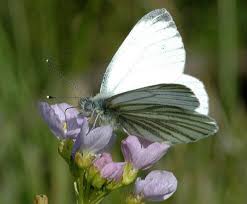 Attēlu rezultāti vaicājumam “Pieris napi underside”