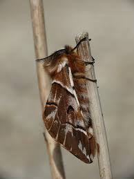 Attēlu rezultāti vaicājumam “Endromis versicolora”