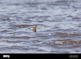 Attēlu rezultāti vaicājumam “Actitis hypoleucos adult”