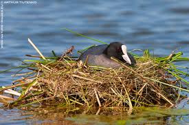 Attēlu rezultāti vaicājumam “Fulica atra eggs”