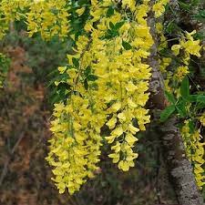 Attēlu rezultāti vaicājumam “Laburnum anagyroides flower”