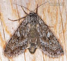 Attēlu rezultāti vaicājumam “Eurois occulta”