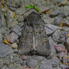 Attēlu rezultāti vaicājumam “Tholera cespitis”