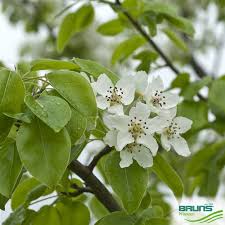 Attēlu rezultāti vaicājumam “Pyrus communis flower”