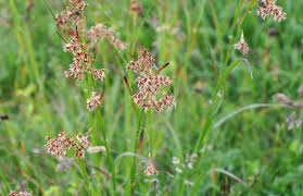 Attēlu rezultāti vaicājumam “Luzula luzuloides”