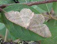Attēlu rezultāti vaicājumam “Idaea straminata”