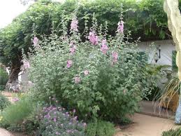 Image result for Lavatera thuringiaca