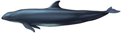 Image result for Balaenoptera borealis