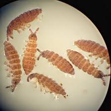 Attēlu rezultāti vaicājumam “Ptenothrix sp.”