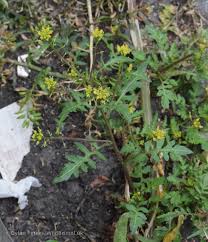 Attēlu rezultāti vaicājumam “Rorippa palustris flower”
