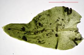 Attēlu rezultāti vaicājumam “Anomodon attenuatus”