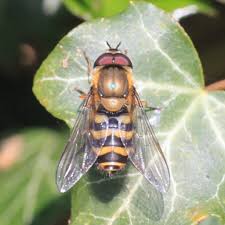 Attēlu rezultāti vaicājumam “Syrphus torvus”