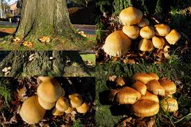 Attēlu rezultāti vaicājumam “Pholiota squarrosa”