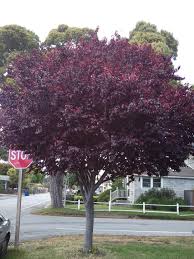 Attēlu rezultāti vaicājumam “Prunus cerasifera”