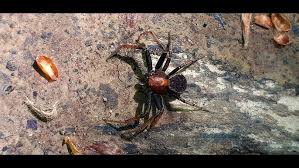 Attēlu rezultāti vaicājumam “Xysticus bifasciatus female”