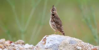 Attēlu rezultāti vaicājumam “Galerida cristata”