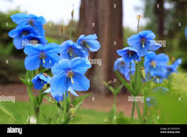 Image result for Scheinmohn blau